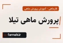 پرورش ماهی تیلا
