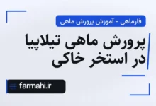 پرورش ماهی تیلاپیا در استخر خاکی