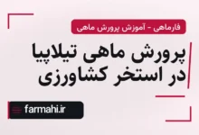 پرورش ماهی تیلاپیا در استخر کشاورزی