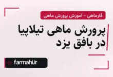 پرورش ماهی تیلاپیا در بافق یزد