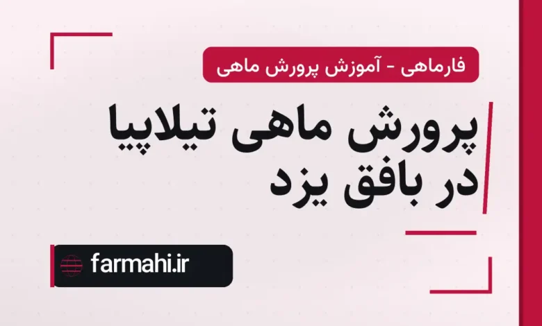 پرورش ماهی تیلاپیا در بافق یزد
