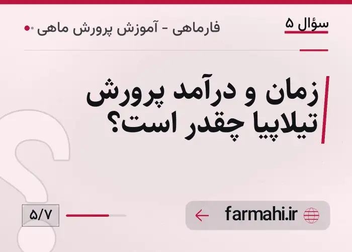 زمان و درآمد پرورش تیلاپیا چقدر است؟