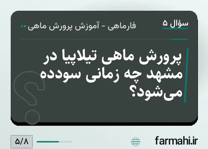 پرورش ماهی تیلاپیا در مشهد چه زمانی سودده می‌شود؟