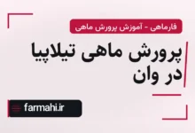 پرورش ماهی تیلاپیا در وان