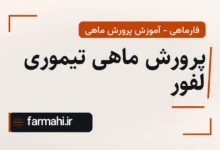 پرورش ماهی تیموری لفور