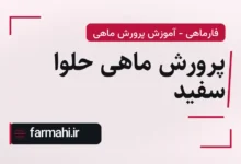 پرورش ماهی حلوا سفید