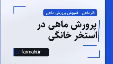 پرورش ماهی در استخر خانگی