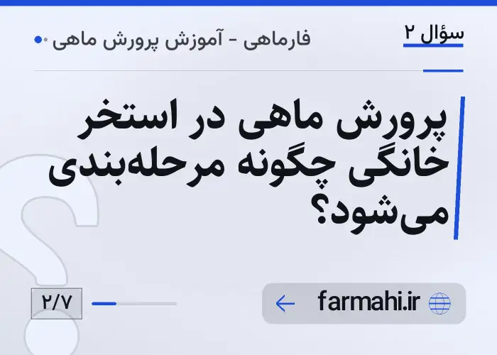 پرورش ماهی در استخر خانگی چگونه مرحله‌بندی می‌شود؟
