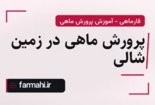 پرورش ماهی در زمین شالی