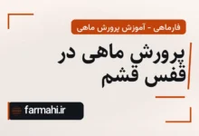 پرورش ماهی در قفس قشم