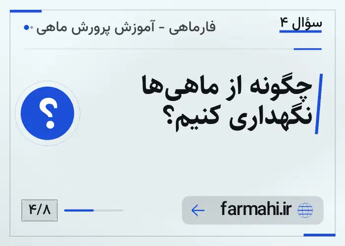 چگونه از ماهی‌ها نگهداری کنیم؟