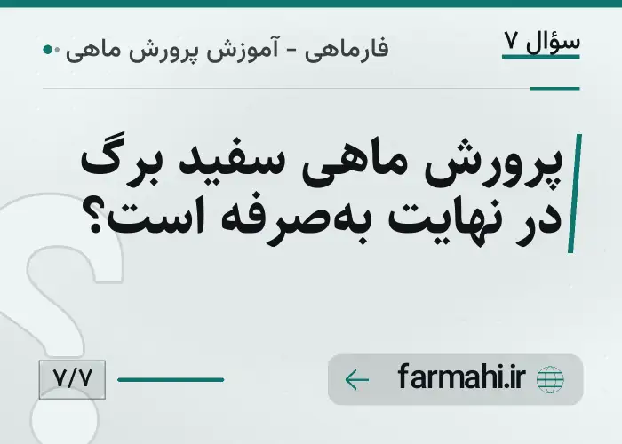 پرورش ماهی سفید برگ در نهایت به‌صرفه است؟
