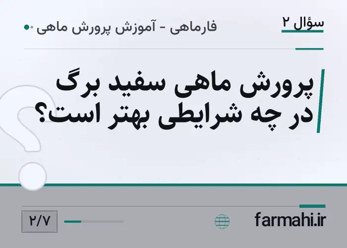 پرورش ماهی سفید برگ در چه شرایطی بهتر است؟