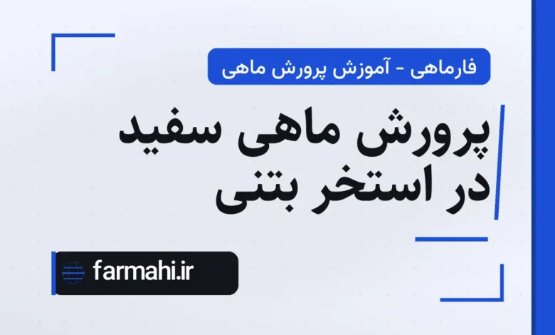 پرورش ماهی سفید در استخر بتنی
