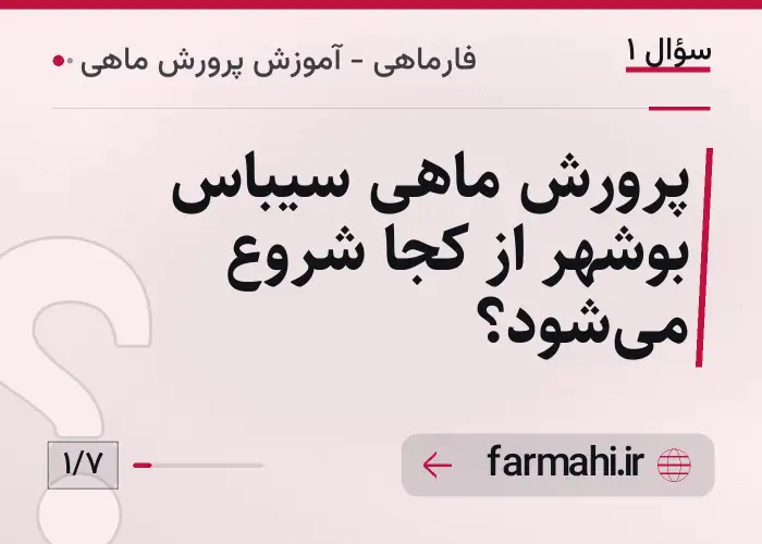 پرورش ماهی سیباس بوشهر از کجا شروع می‌شود؟