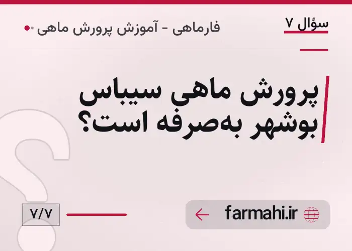 پرورش ماهی سیباس بوشهر به‌صرفه است؟