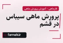 پرورش ماهی سیباس در قشم