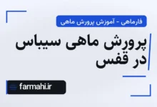 پرورش ماهی سیباس در قفس