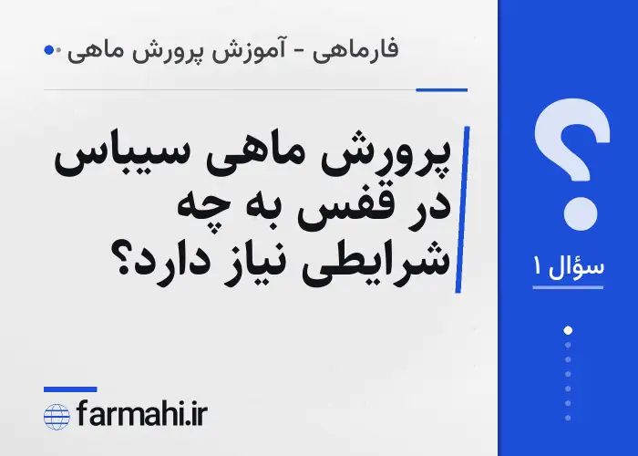 پرورش ماهی سیباس در قفس به چه شرایطی نیاز دارد؟