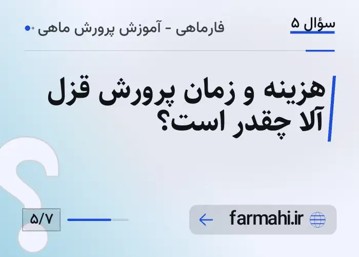 هزینه و زمان پرورش قزل آلا چقدر است؟