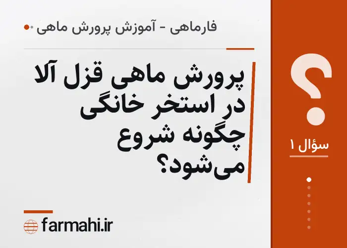 پرورش ماهی قزل آلا در استخر خانگی چگونه شروع می‌شود؟
