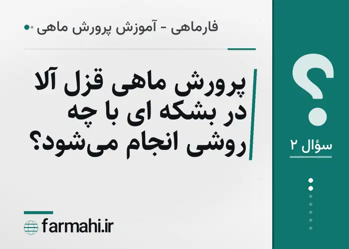 پرورش ماهی قزل آلا در بشکه ای با چه روشی انجام می‌شود؟