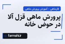 پرورش ماهی قزل آلا در حوض خانه