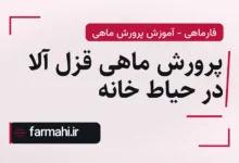 پرورش ماهی قزل آلا در حیاط خانه