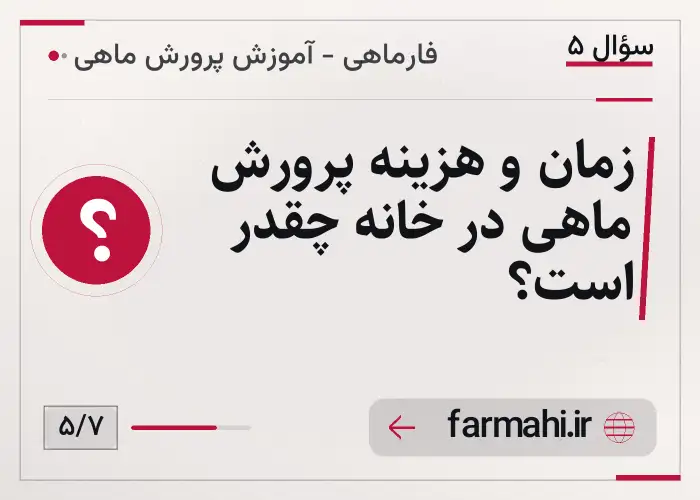 زمان و هزینه پرورش ماهی در خانه چقدر است؟