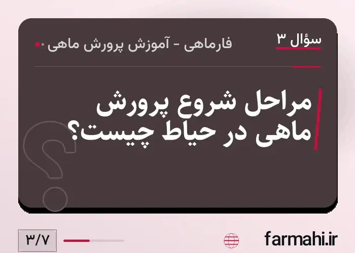 مراحل شروع پرورش ماهی در حیاط چیست؟
