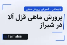 پرورش ماهی قزل آلا در شیراز