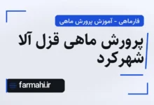 پرورش ماهی قزل آلا شهرکرد