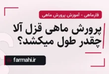 پرورش ماهی قزل آلا چقدر طول میکشد؟