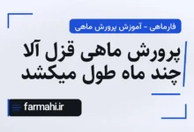 پرورش ماهی قزل آلا چند ماه طول میکشد