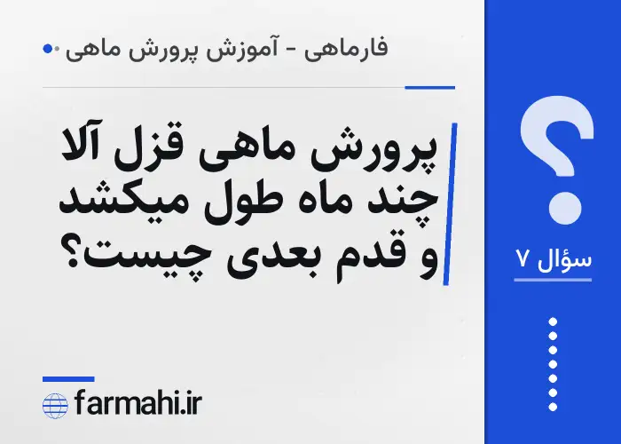 پرورش ماهی قزل آلا چند ماه طول میکشد و قدم بعدی چیست؟
