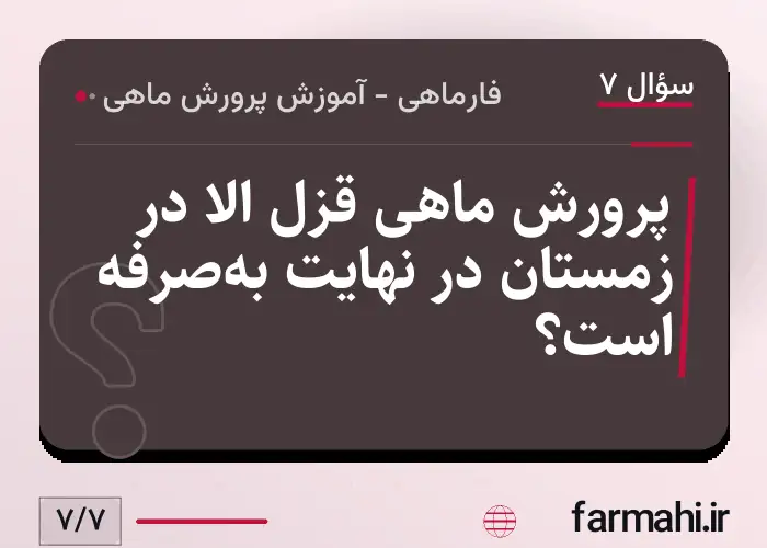 پرورش ماهی قزل الا در زمستان در نهایت به‌صرفه است؟
