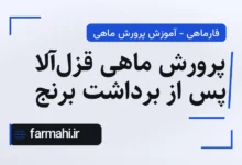 پرورش ماهی قزل‌آلا پس از برداشت برنج