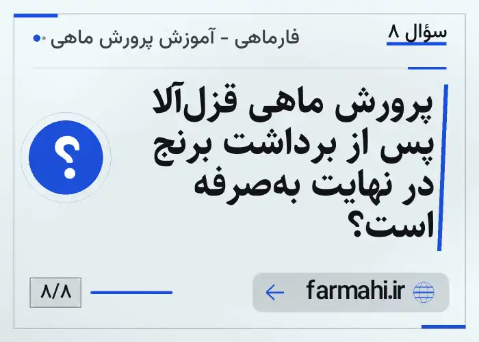 پرورش ماهی قزل‌آلا پس از برداشت برنج در نهایت به‌صرفه است؟