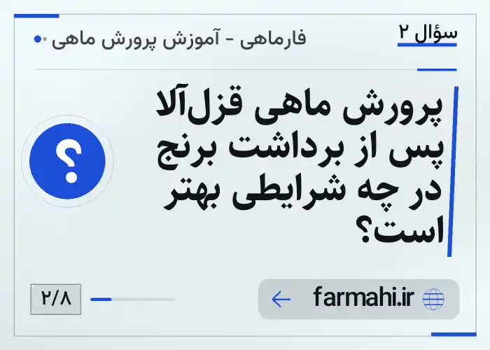 پرورش ماهی قزل‌آلا پس از برداشت برنج در چه شرایطی بهتر است؟
