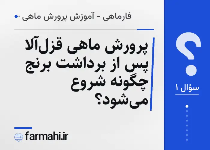 پرورش ماهی قزل‌آلا پس از برداشت برنج چگونه شروع می‌شود؟