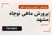 پرورش ماهی نوچاه مشهد
