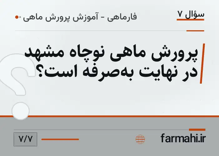 پرورش ماهی نوچاه مشهد در نهایت به‌صرفه است؟