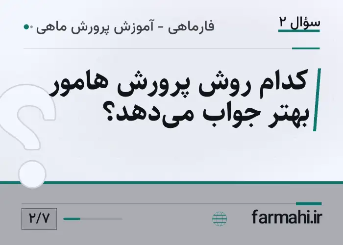 کدام روش پرورش هامور بهتر جواب می‌دهد؟