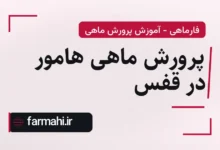 پرورش ماهی هامور در قفس