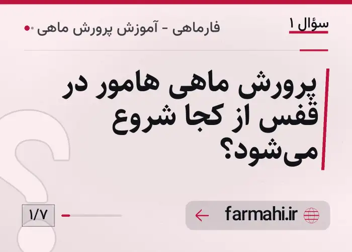پرورش ماهی هامور در قفس از کجا شروع می‌شود؟