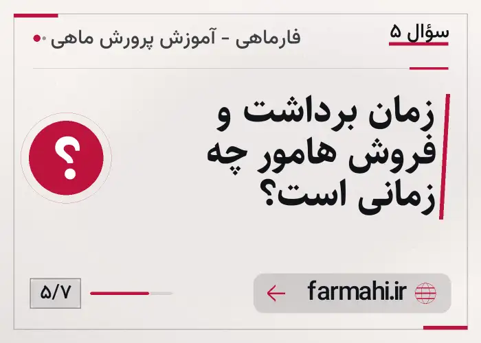 زمان برداشت و فروش هامور چه زمانی است؟