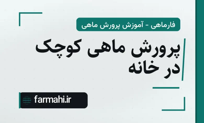 پرورش ماهی کوچک در خانه