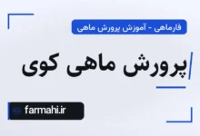 پرورش ماهی کوی