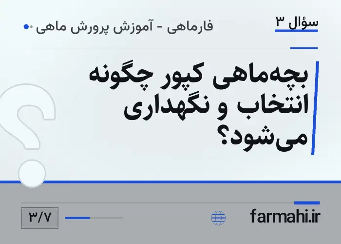 بچه‌ماهی کپور چگونه انتخاب و نگهداری می‌شود؟