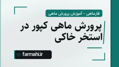 پرورش ماهی کپور در استخر خاکی